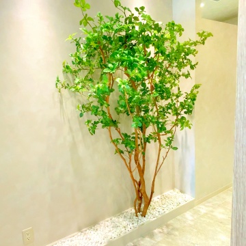 ちょっと緊張するその瞬間に、やさしい緑を